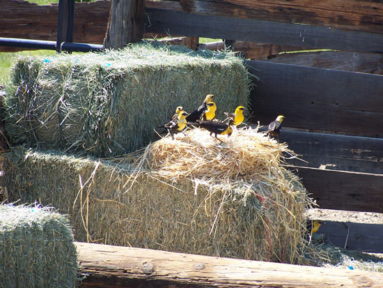 black and yellow birds on hay bales