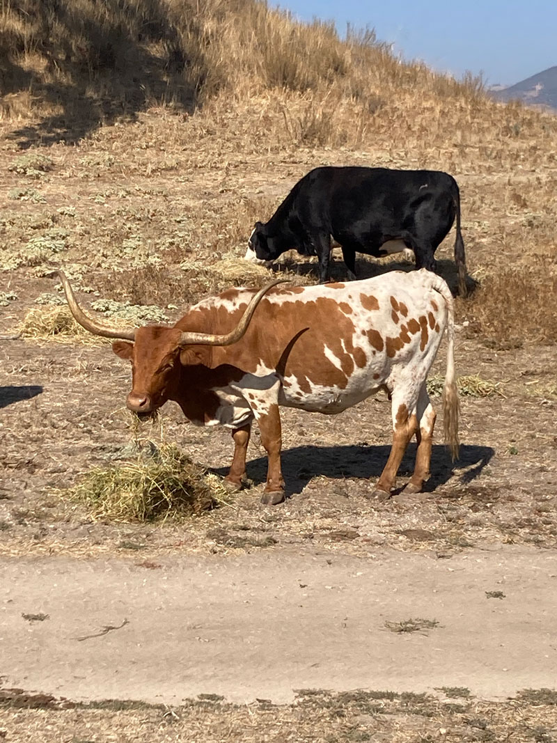 two cows - one is a longhorn